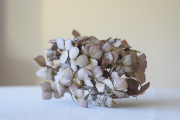Primer plano de flor seca de hortensia en espacio central y sobre fondo neutro. - obrazy, fototapety, plakaty