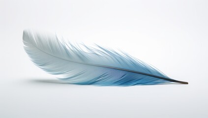  feather on white background