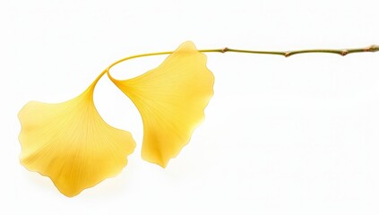 Naklejka premium yellow ginkgo leaves on a white, background, copy space
