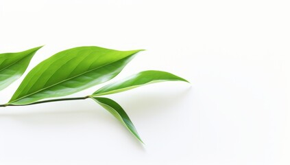 Naklejka premium green leaves isolated on white background