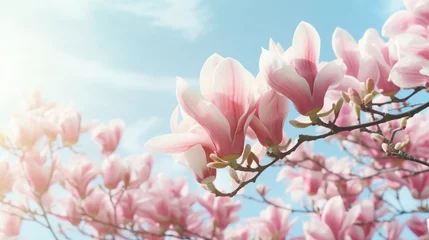Fototapeten Ideal background of nature for spring or summer. Soft blue sky and pink magnolia blossoms provide a calming, gloomy close-up © juni studio