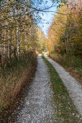 Obraz premium Dirt road in autumn forest with clear sky above in Slezske Beskydy mountains in Czech republic