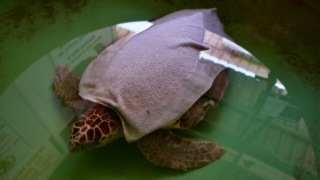 Treatment center for injured caretta caretta sea turtles. "Dekamer" turtle hospital located on Iztuzu beach, Dalyan, T&uuml;rkiye. Sea turtles being treated and kept under observation for their recovery.
