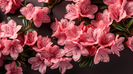 High Angle View Pink Azalea Flowers, HD, Background Wallpaper, Desktop Wallpaper