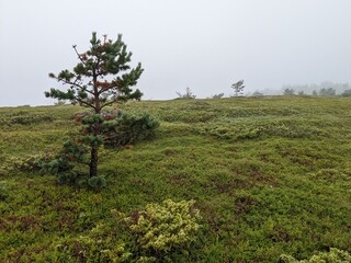 Lonely northern spruce on the shore in summer