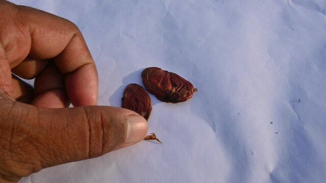 Millettia pinnata seed. It is a species of tree in the pea family Fabaceae. Its other names  Pongamia pinnata, Indian beech and Pongame oiltree. Oil is extracted from its seeds. Ayurvedic medicine.