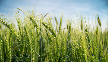 Green wheat spikelets in field on sunny day. For product display. High quality photo