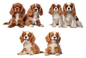 Set of Cavalier King Charles Spaniel dog puppy couple isolated cutout on transparent background.