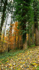 The forest in yellow and green autumn colors