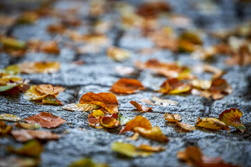 Uroki jesieni- The charms of autumn