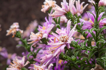 Purple aster flowers are covered with ice crystals. Autumn frosts in the backyard garden