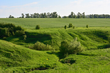 hillside with green fields and trees copy space