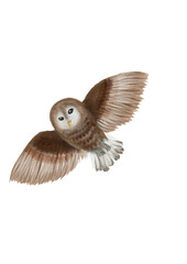 flying owl
