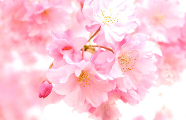 桜のクローズアップ、サクラの花びら、枝垂れ桜