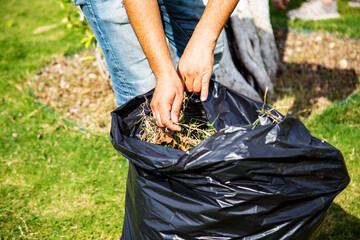 gardener man hands throwing dry grass into black plastic garbage bag for recycling