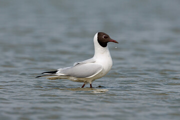Obraz premium Side view of black headed gull walking in wetland in the Netherlands