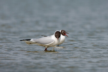 Breeding season, couple black headed gulls standing close together in low water in the Netherlands