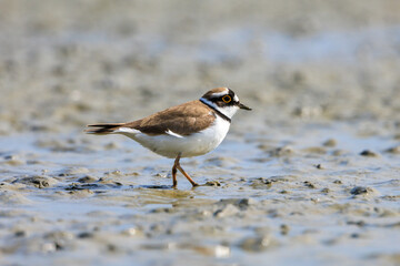 Side view of little ringed plover foraging in the mud in the Netherlands