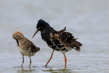 Male and female ruff standing close together in wetland in the Netherlands