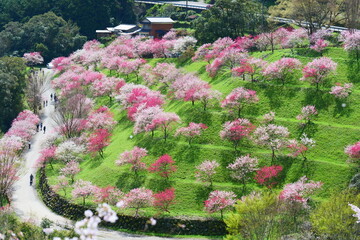 引地橋の花桃。仁淀川、高知、日本。３月下旬。 © 義美 前田