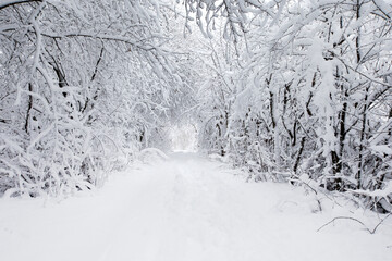  Winter forest and the road. Winter landscape