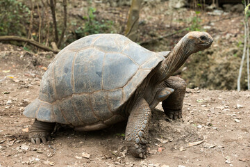 Galapagos Tortoise in a nature reserve