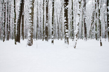  Winter forest and the road. Winter landscape