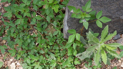 Cleome rutidosperma, commonly known as fringed spider flower or purple cleome, is a species of flowering plant in the genus Cleome of the family Cleomaceae, native to tropical Africa.