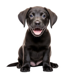 front view of Labrador Retriever puppy isolated on a white transparent background 