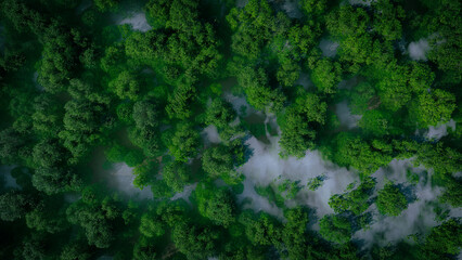 a misty green forest in aerial view, 3d rendering
