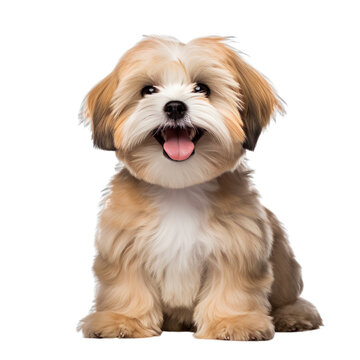 front view of Lhasa Apso puppy isolated on a white transparent background 