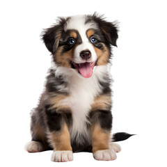 Obraz premium front view of Australian Shepherd puppy isolated on a white transparent background 