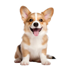 front view of Corgi puppy isolated on a white transparent background  - obrazy, fototapety, plakaty
