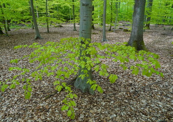 spring in the beech forest,frühling im buchenwald