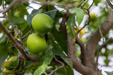 Lime tree with fruits - natural organic green lemon on lemon tree outdoor