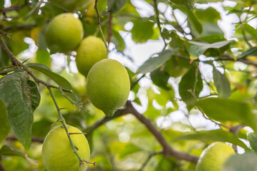 Lime tree with fruits - natural organic green lemon on lemon tree outdoor