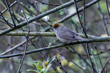 Weibchen der Mönchsgrasmücke (Sylvia atricapilla)	
