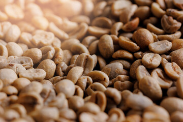 Texture raw green coffee beans. Concept inspection quality before roasted