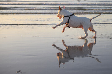Bull terrier scampering along the beach 
