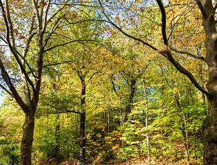 Beautiful and colorful tree area in the city during autumn season