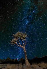 A clear starry night sky with a quiver tree in the foreground at Augrabies National Park