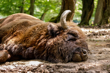 The European wood bison in a forest - obrazy, fototapety, plakaty