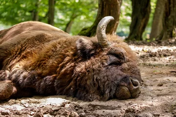 Foto op Plexiglas The European wood bison in a forest © hecke71