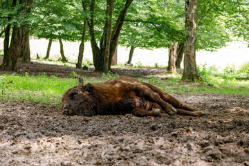 The European wood bison in a forest © hecke71
