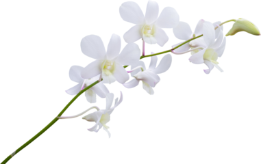 Beautiful white orchid flower isolated on white background