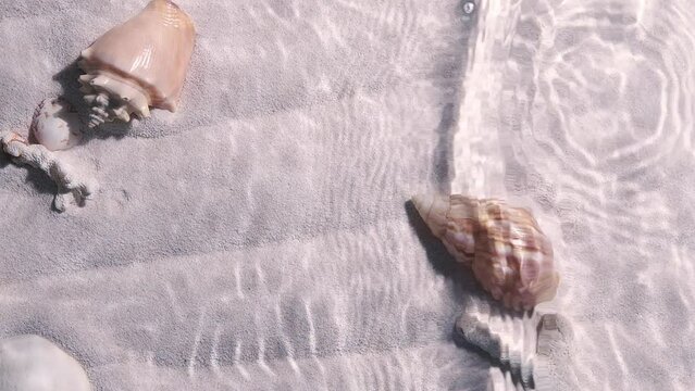Seabed underwater with shells an sand