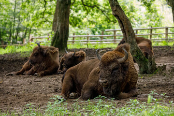 The European wood bison in a forest © hecke71
