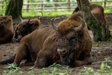 The European wood bison in a forest © hecke71