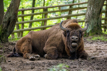 The European wood bison in a forest © hecke71