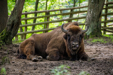 The European wood bison in a forest